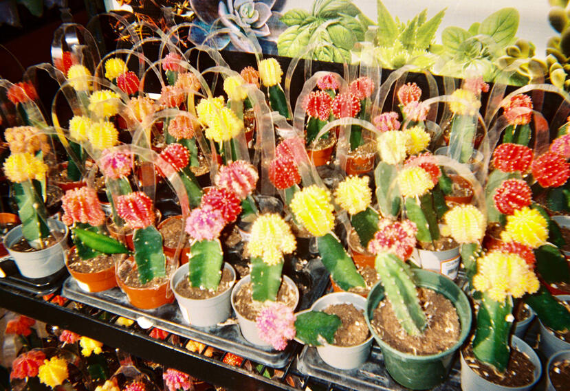 Roll 02 · Summer 2026 · Home Depot (Mt. Zion)